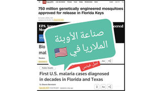 Fact Check: Bill Gates Genetically Modified Mosquitoes Are Not Behind New Malaria Cases In Florida And Texas 